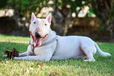 Bull Terrier Köpek Irkı Özellikleri, Bakımı ve Beslenmesi