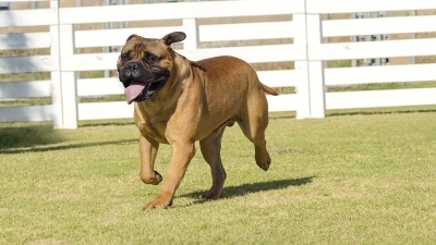 Bullmastiff Köpeği Özellikleri, Bakımı ve Karakteri