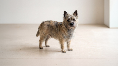 Cairn Terrier Köpeği Özellikleri, Bakımı ve Karakteri