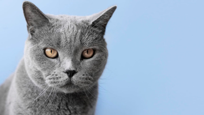 Chartreux Kedisi Özellikleri, Bakımı ve Beslenmesi