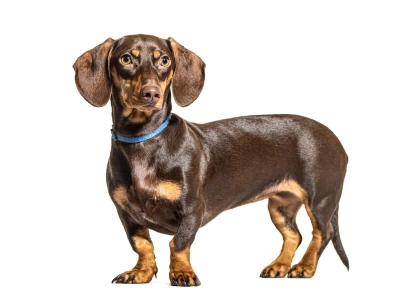Dachshund (Sosis Köpek) Irk Özellikleri, Bakımı ve Beslenmesi