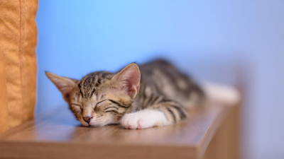 En Sakin ve Uysal Kedi Türleri