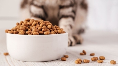 Evde Kedi Besleyenlerin Mutlaka Bilmesi Gereken Mama İçeriği Terimleri