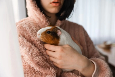 Ginepig Sizin İçin Doğru Bir Evcil Hayvan mı?