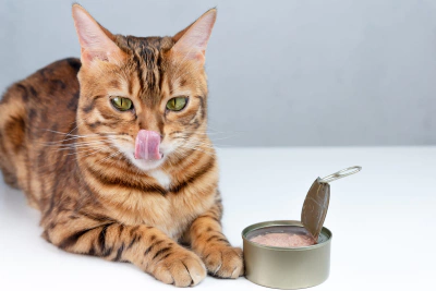 Glüten İntoleransı Olan Kediler için Kedi Maması Seçimi