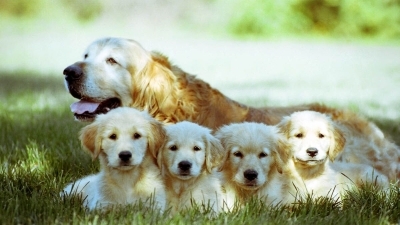 Golden Retriever Özellikleri, Bakımı ve Bilinmesi Gerekenler