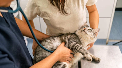 Hamile ve Emziren Kediler İçin En İyi Kedi Mamaları