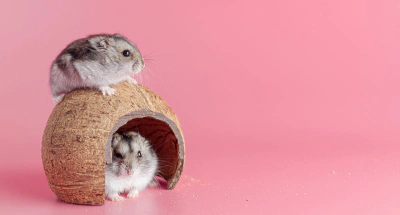 Hamsterlar Meyve Yiyebilir mi?