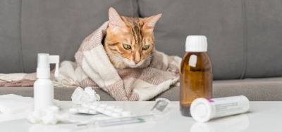 Hasta Kedi Yatışı: Kedinizin Yatış Pozisyonundan Hasta Olduğu Anlaşılabilir mi?