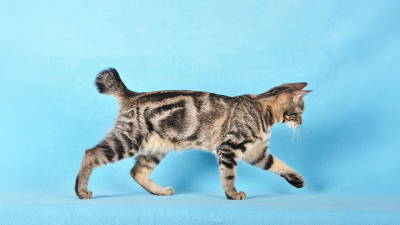 Japon Bobtail Kedisi Özellikleri, Bakımı ve Karakteri