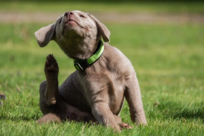 Kaşıntının Ötesinde: Köpeklerde Deri Hastalıklarının Nedenleri ve Tedavi Yöntemleri