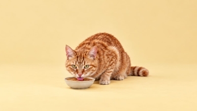 Kedi Çorbası Nedir? Kediler İçin Faydalı mıdır?
