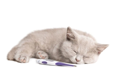 Kedi Dışkısında Kan Olmasının Sebepleri ve Tedavi Yöntemleri