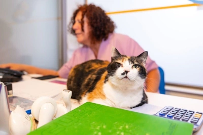 Kedi Kimliği: Evcil Dostunuz İçin Zorunlu Kimliklendirme Rehberi (2025 Güncel Bilgilerle)