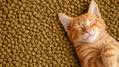 Kedi Kuru Mamalarında Mineral Dengesi: Kalsiyum ve Fosforun Rolü