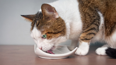 Kedi Mamalarında Balık Etinin Faydaları