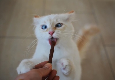 Kedi Ödül Maması Hakkında Bilmeniz Gereken Her Şey