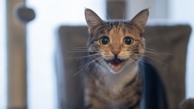 Kedi Sesleri ve Anlamları: Miyavlamadan Mırlamaya Kedi İletişimini Anlama Rehberi