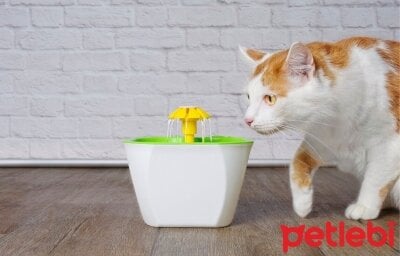 Kedi Su Pınarı Ne İşe Yarar? Evde Kedilerin Beslenmesinde Sağladığı Avantajlar