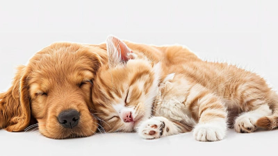 Kedi ve Köpekler İçin Kolostrum Faydaları