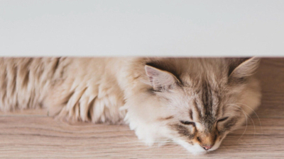 Kediler Neden Kusar? Kedilerde Kusmayı Önleme Yöntemleri