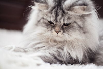 Kediler Neden Tüy Döker? Nedenleri, Belirtileri ve Tedavisi