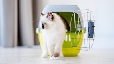 Kedilerde Aşı Sonrası Dikkat Edilmesi Gerekenler Nelerdir?