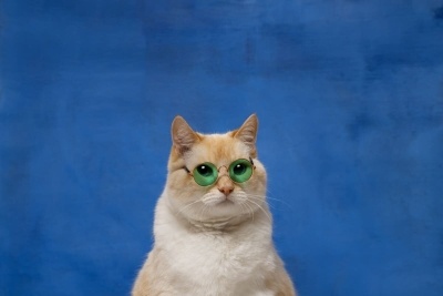 Kedilerde En Sık Görülen Göz Hastalıkları, Nedenleri, Belirtileri ve Tedavi Yöntemleri