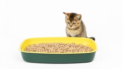 Kedilerde İdrar Yolu Enfeksiyonu (Sistit) Neden Oluşur? Evde Bitkisel Çözümler