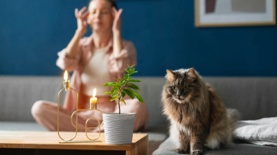 Kedileri Saksıdan Nasıl Uzak Tutabiliriz?