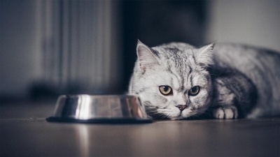 Kedim Mama ve Yemek Yemiyor – Hasta ve İştahsız Kedinin İştahını Ne Açar?