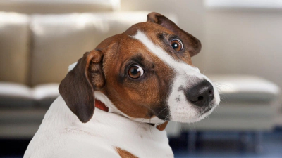 Kısırlaştırılmış Köpekler Nasıl Beslenmeli? Mama Seçimi ve Kilo Kontrolü