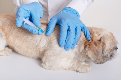 Köpeğinizi DHPP Aşısı İle Dört Farklı Viral Enfeksiyona Karşı Koruyun