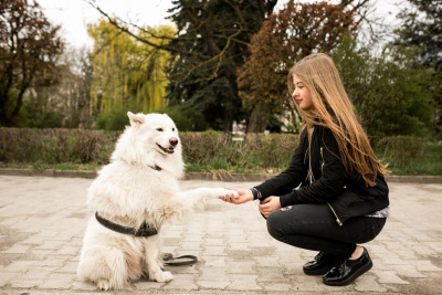 Köpeğinizle Kolay İletişim Kurmayı Sağlayacak 12 Komut