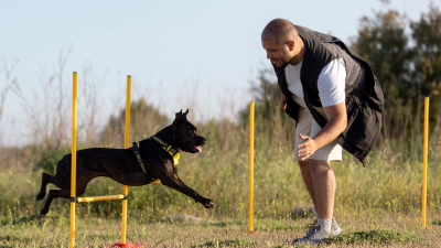 Köpek Eğitiminde Yapılan 7 Hata ve Doğru Yaklaşımlar