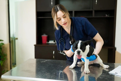 Köpek Nasıl Kusturulur? Bilinmesi Gerekenler