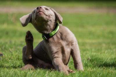 Köpek Neden Kaşınır? Köpek Kaşıntısına Ne İyi Gelir?