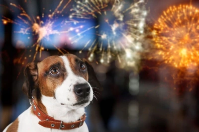 Köpekler Neden Havai Fişeklerden Korkar?