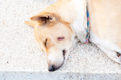 Köpeklerde Bölgesel Tüy Dökülmesi Nedenleri, Belirtileri ve Tedavisi