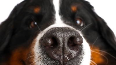 Köpeklerde Burun Akıntısı