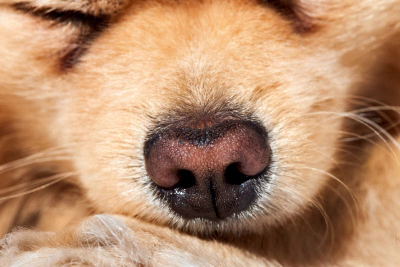 Köpeklerde Burun Tıkanıklığı