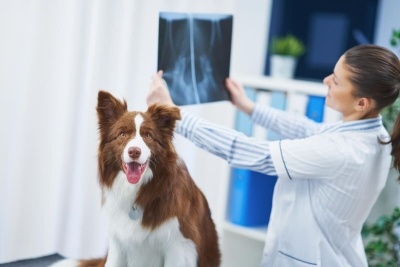 Köpeklerde Eklem Ağrısı Belirtileri, Teşhisi ve Tedavisi, Ne İyi Gelir?