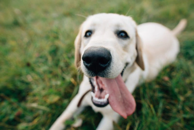 Köpeklerde Oral Melanom