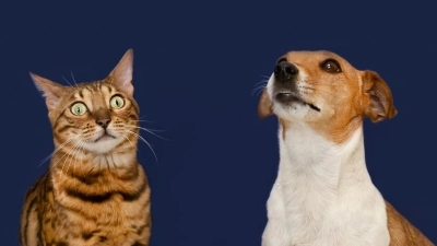 Longevity Beslenme: İnsanlar ve Evcil Hayvanlar İçin Sağlıklı ve Uzun Yaşamın Bilimsel Yaklaşımı