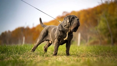 Napoliten Mastif Köpeği Özellikleri, Bakımı ve Karakteri