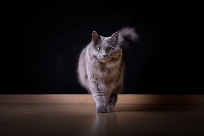 Nebelung Kedisi Özellikleri, Bakımı ve Karakteri