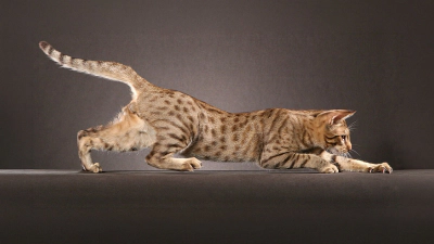 Ocicat Kedisi Özellikleri, Bakımı ve Karakteri