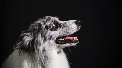 En Popüler Orta Irk Köpekler