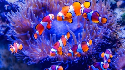 Palyaço Balığı Bakımı ve Akvaryum Rehberi: Türlerden Beslenmeye, Üremeden Hastalıklara