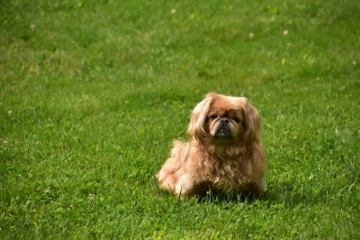 Pekinez (Pekingese) Köpeği Özellikleri, Bakımı ve Beslenmesi